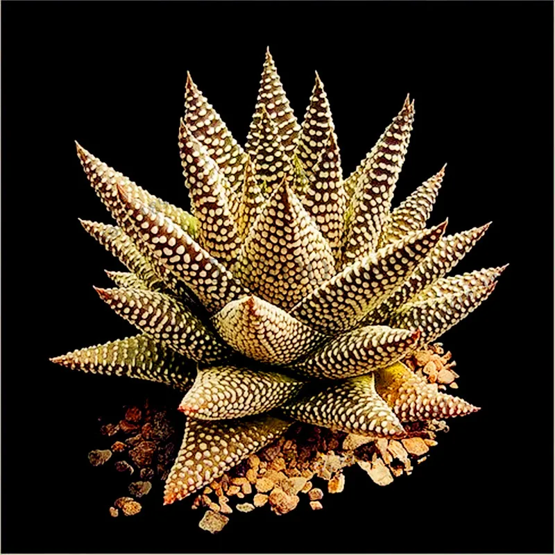 

Bonsai 100pcs Aloe Vera Flores Rare Herb Flower Plantas Tree Bonsai Plants for Home and Garden DIY Edible Beauty Cosmetic