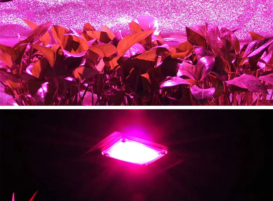 AC 110V 220V LED COB Lamp Chip 20W 30W 50W 100W 150W Full Spectrum LED Plant Grow Light Driverless Smart IC DIY LED Floodlights (21)