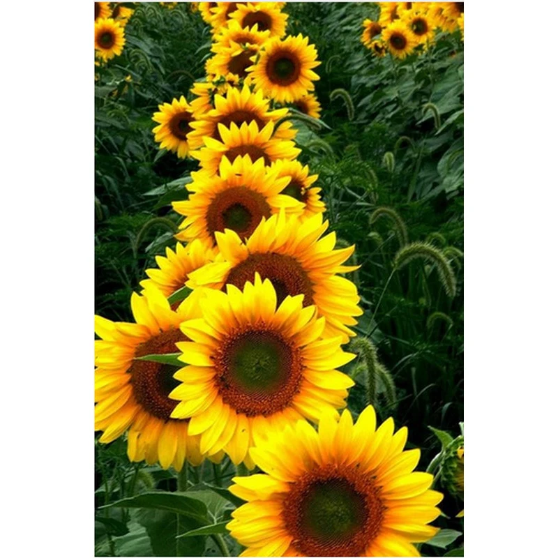 

YIKEE diamond painting Sunflower,diamond painting square,full square diamond mosaic Y1580
