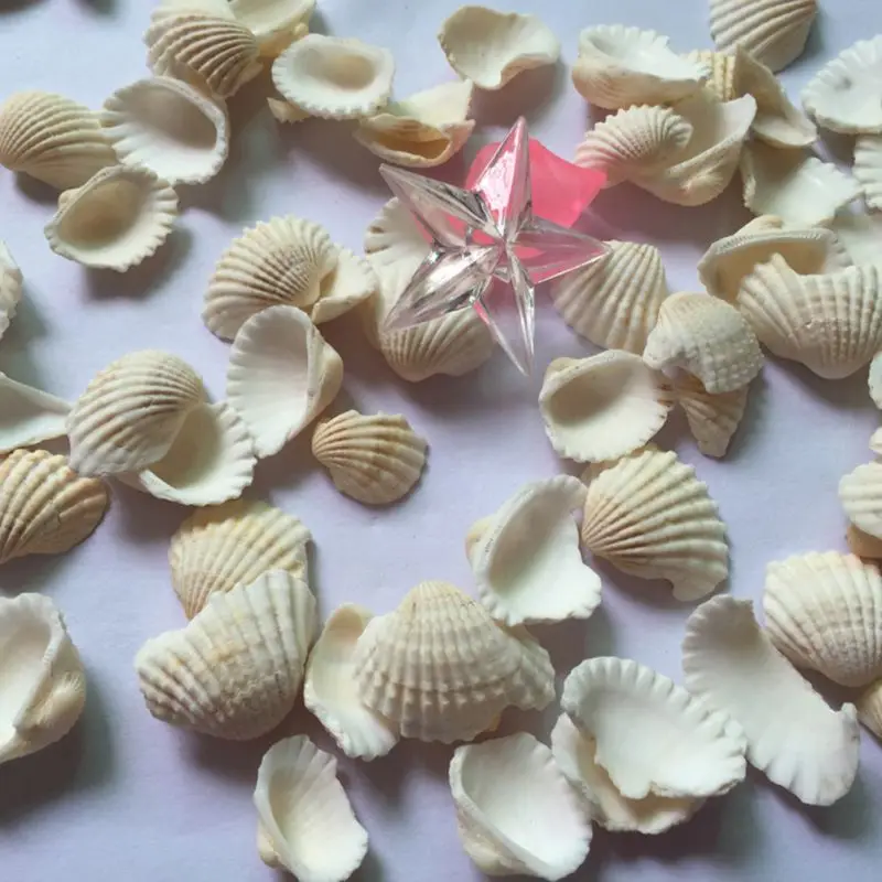 

Home Decoration Natural Conch Shell Aquarium Decoration Sea Sand Bottom Bird Tail Clam