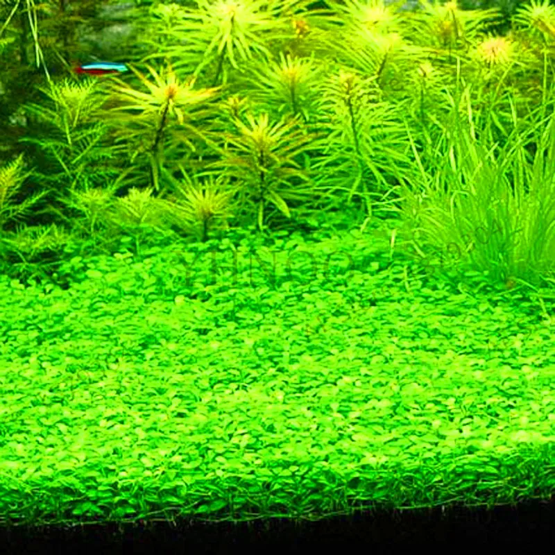 Hot Sale!300 Pcs A Bag Aquarium Grass bonsai Water Grasses Random ... - Hot Sale 300 Pcs A Bag Aquarium Grass Bonsai Water Grasses RanDom Aquatic Plants Tank Grass