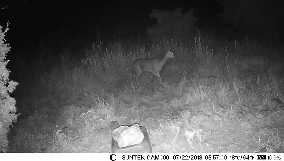 Suntek Caça Câmera 12mp 940nm Visão Noturna Gsm Mms Gprs Foto Armadilhas Trilha Infrarot Animal Dropship Hc801lte 4g Mod. 1268585 20 câmera trilha infrarot animal dropship