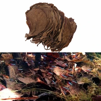 

Natural Catappa Leaves Almond Leaf Fish Cleaning Treatment Aquarium Tank