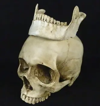

life size Skull model human skeletal model educational model high quality decoration
