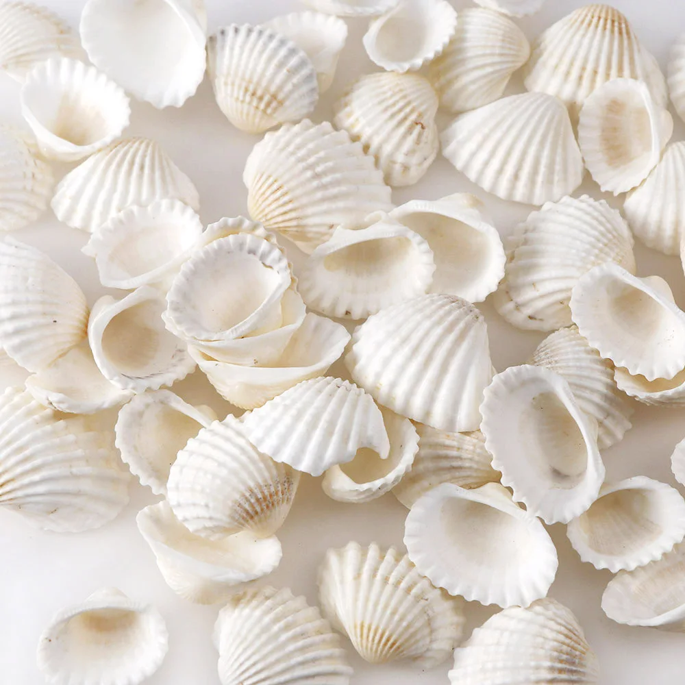 

30g About 20pc Aquarium Landscape Natural Seashells Decorations Scallop Shells Jewelry Crafts Wall Decor Ornament Conch