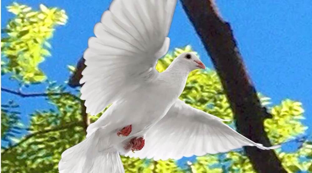 QQ20170914225202