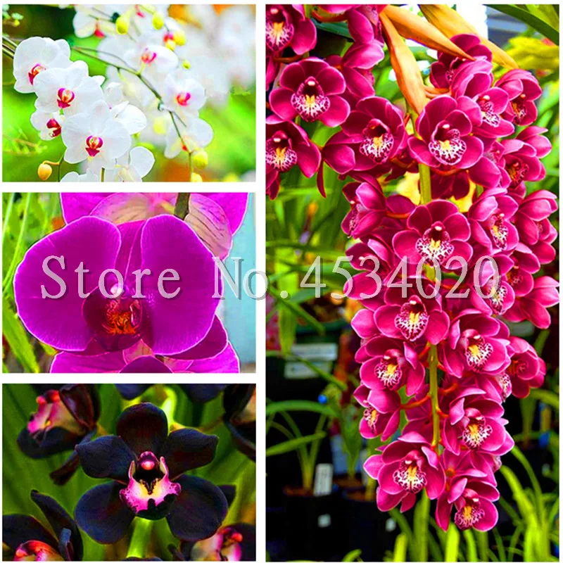 

200Pcs Red Cymbidium Orchid,Phalaenopsis Orchid Bonsai,Cymbidium flower,Indoor Bonsai Flower,Potted DIY Plant for Home & Garden