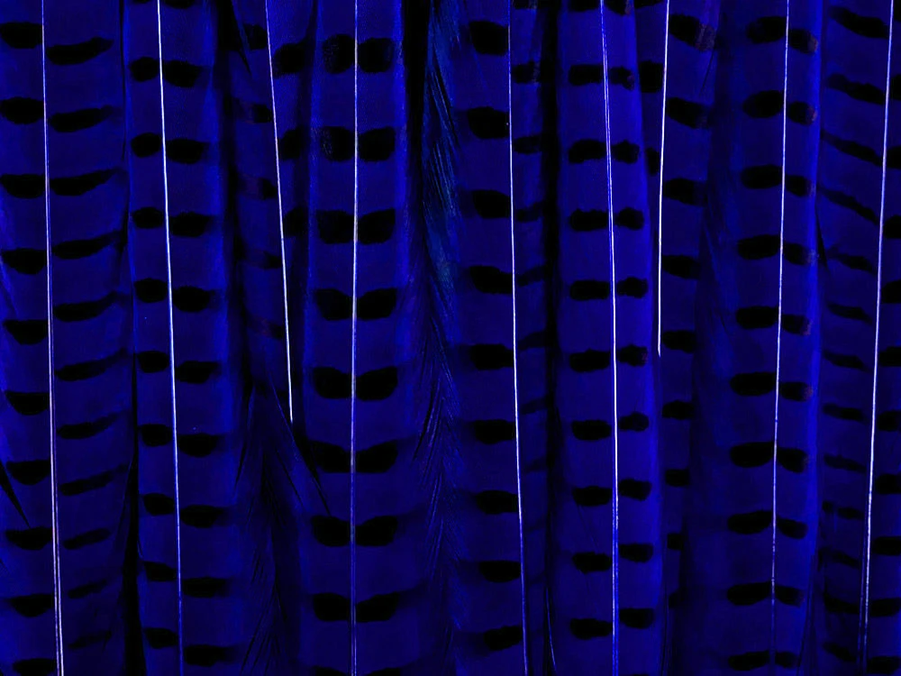 royal blue
