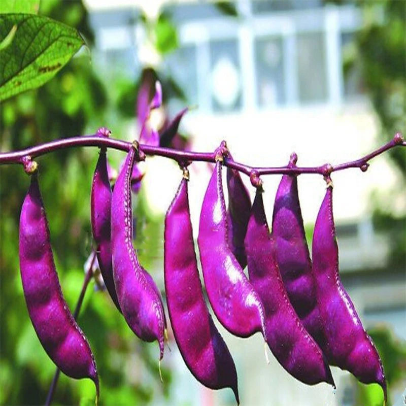 

8pcs Purple Beans Lentils Garden Decoration Seedsplants Vegetables Balcony Seedsplants Outdoor Vegetable Seedling Plant Sukulent