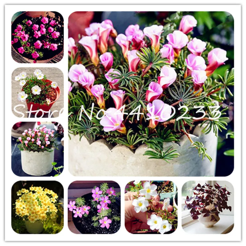 

200 Pcs/Lot Oxalis Versicolor Flowers Bonsais So Beautiful World's Rarest Flowers For Garden Home Planting Flowers Semillas
