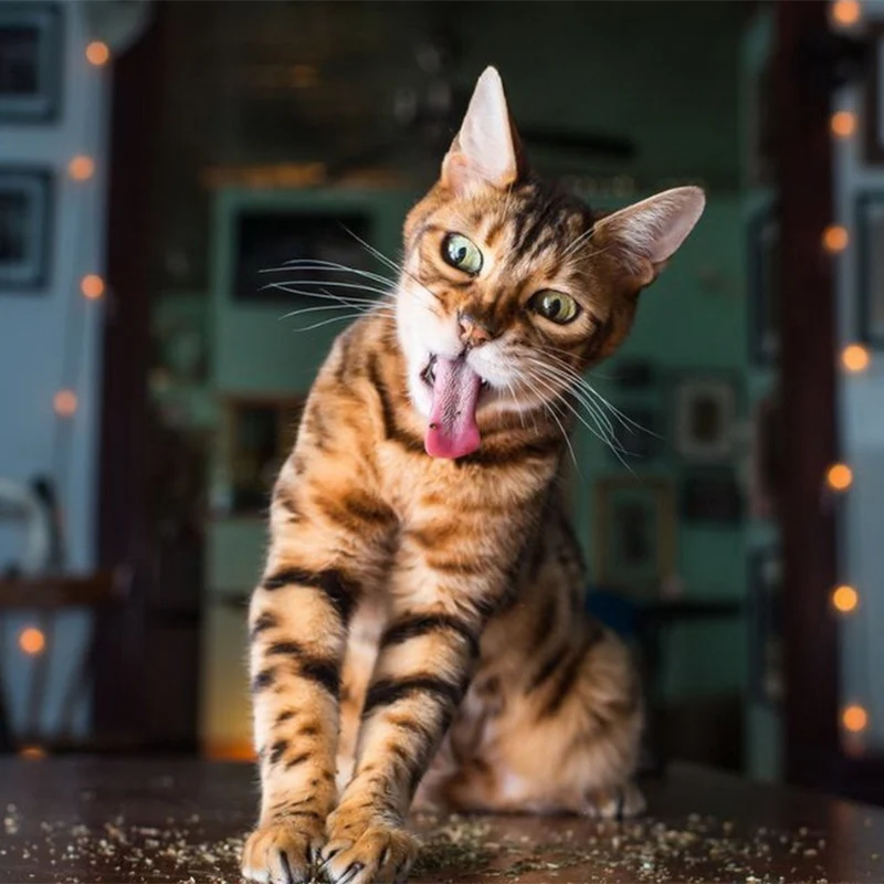 Здоровая натуральная кошачья мята 20 г мятный ментоловый аромат забавные игрушки для кошек мята для игрушка для котов скребок