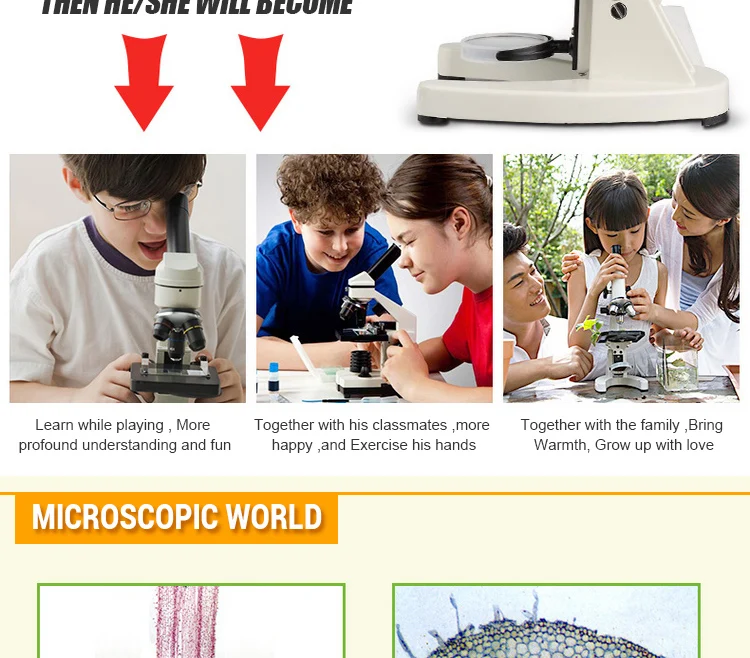 cells Microscope slides (12)