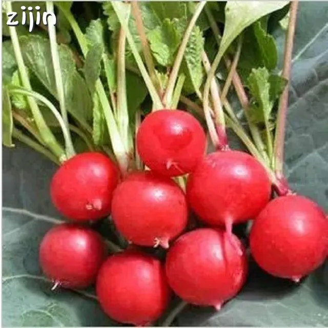 100Pcs red Cherry Radish Bonsai Organic Vegetables Bonsai Cherry Belle