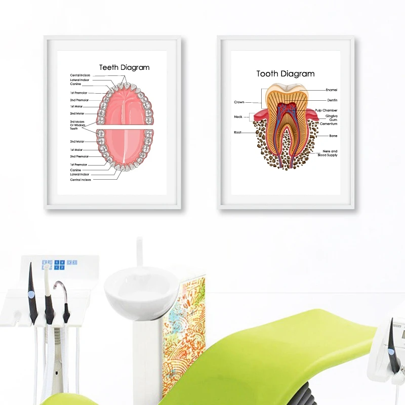 Biology for Human Teeth Diagram Dentist Clinic Decoration