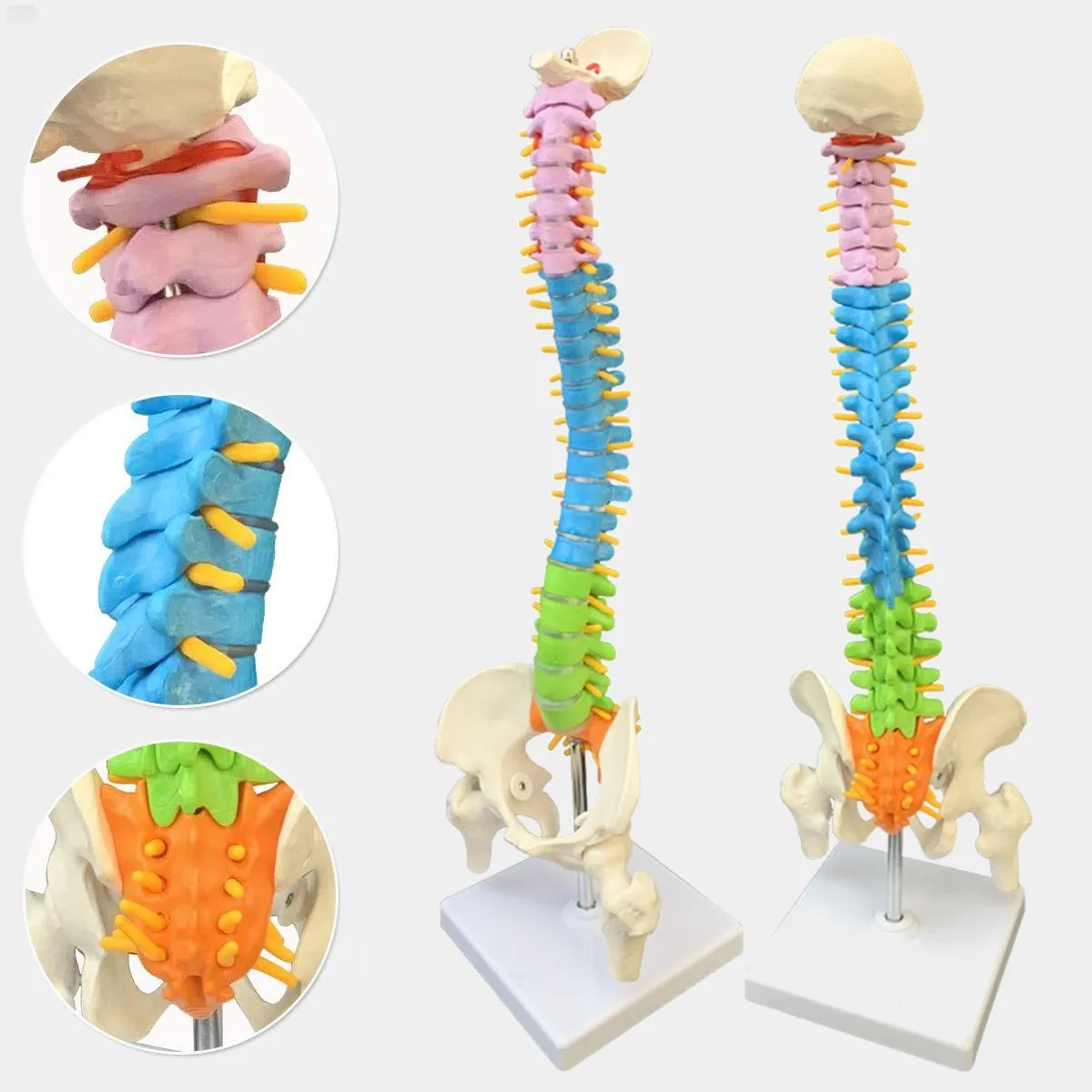 45 см с тазовой анатомической анатомией человека позвоночника медицинская модель позвоночника учебные материалы для медицинских студентов