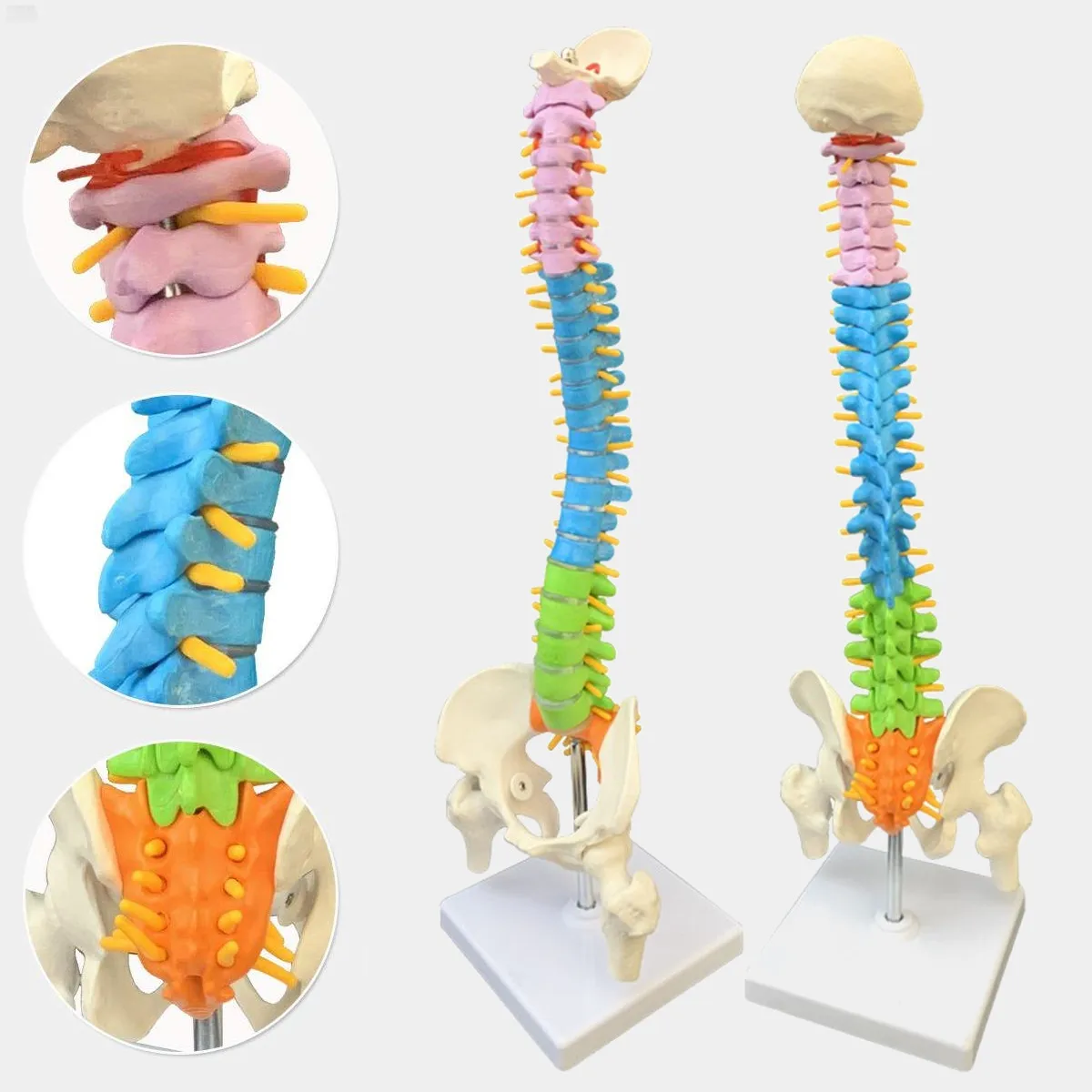 

45CM with Pelvic Human Anatomical Anatomy Spine Medical spinal column model Teaching Resources for medical students