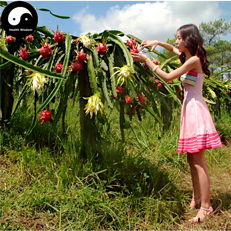 

Buy Dragon Fruit Semente 400pcs Plant Hylocereus Undatus For Red Pitahaya