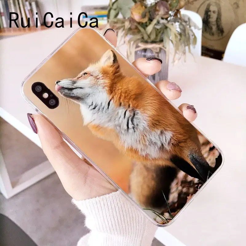 Animal Raccoon Fox
