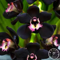 Лидер продаж! 100 шт. уникальный черный Cymbidium Faberi цветок бонсай Цветущий сад растения орхидеи Флорес, #6 UUEMW