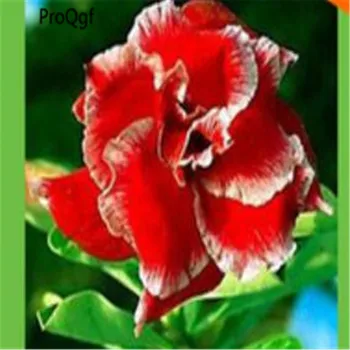 

Prodgf 3Pcs A Set red petals with white edge Adenium Desert Rose