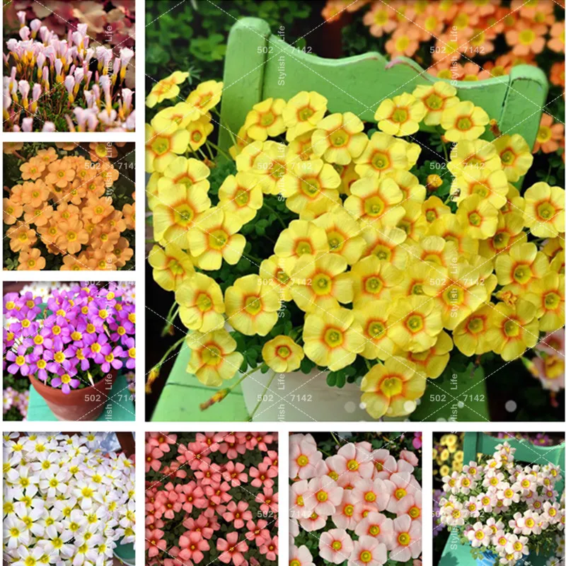 

Big Sales! 200 pcs Bonsai Oxalis versicolor Flowers Bonsai Flowers, rare in the World for the Home Garden Flowers Potted Plant