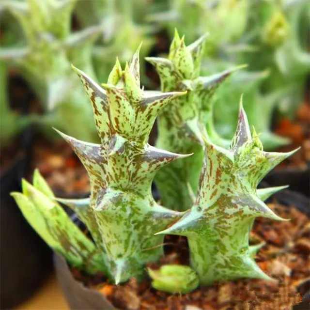 New Arrival!200/pcs rare mini Dragon horn seeds funny succulents plant bonsai seeds lithops Living Stone flower easy to grow