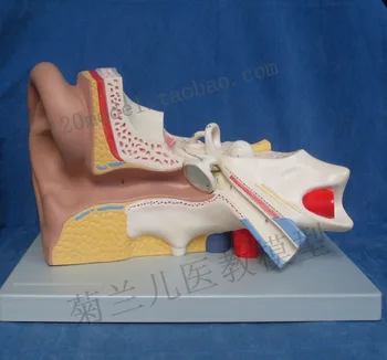 

3X HUMAN Adult ear anatomical magnification model ear structure amplification model