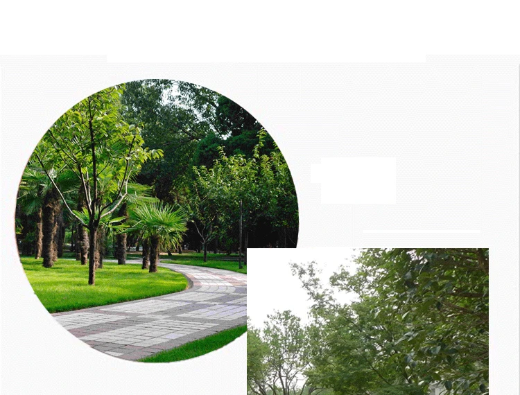 Solares do Bloco Flor do Lírio Solar da Iluminação da Paisagem do Diodo Emissor de Luz em Mudança da Multi-cor para Decorar o Caminho 2 com 8 Luzes Postas Luz 11 luz solar da iluminação da paisagem do