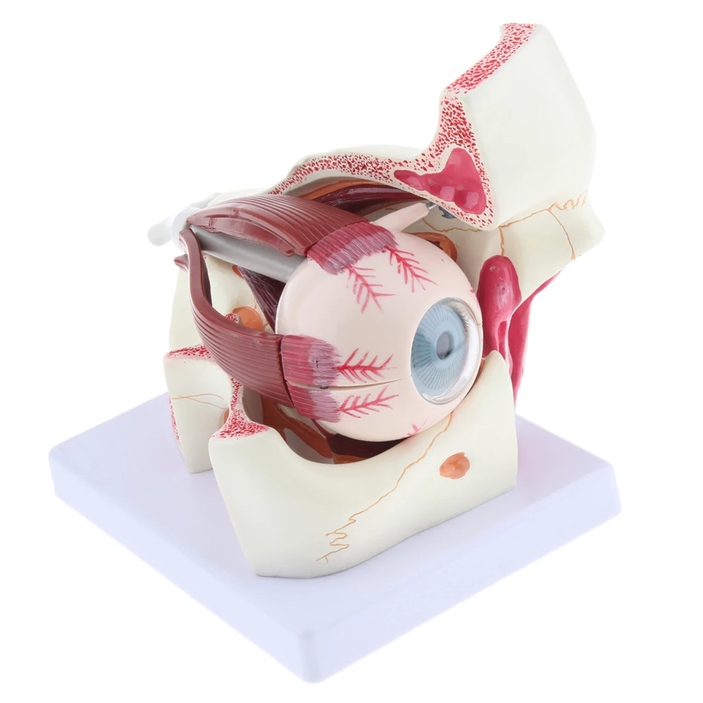  Magnification 3x Human Eye Anatomical Model Anatomy Medical Teaching Tool - 33039126343