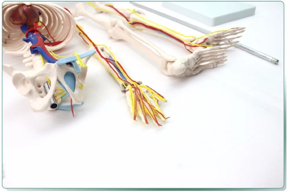 ISO сочлененный Скелет с имитацией нервов, кровеносных сосудов и сердца, скелет 85-см