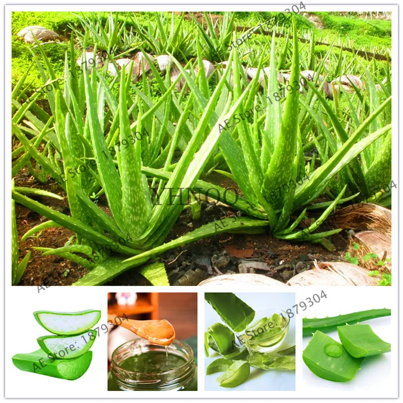 

Rare Aloe Vera Plantas 100 Pcs Aloe Vera Plant Herbal Succulent Flores Bonsai Houseplants for Home Garden