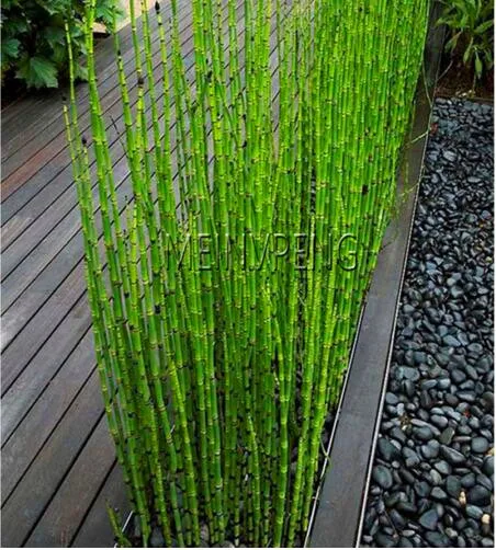 Promotion!20 mini moso Bamboo bonsai bamboo bonsai garden plant potted balcony budding rate of 90% DIY for home garden plan