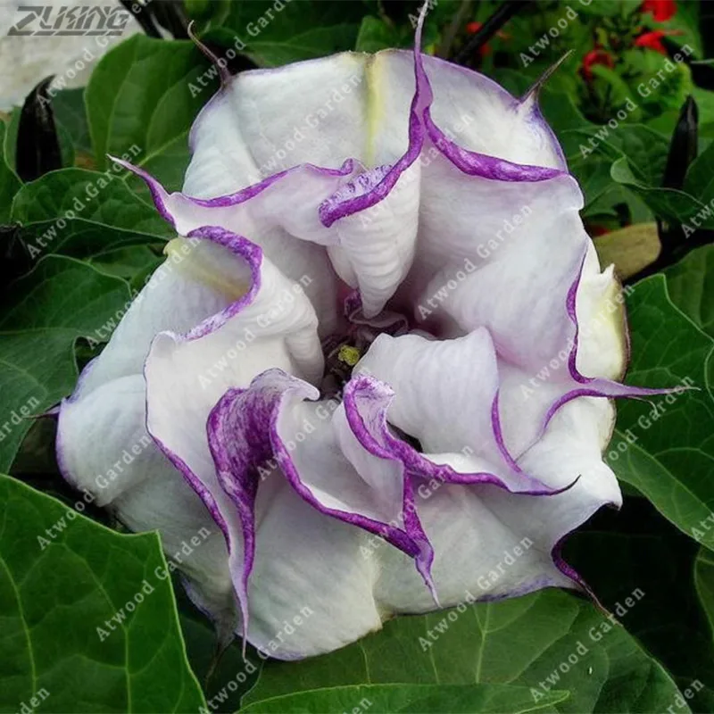

ZLKING Purple Datura Flower Datura Mandala Bonsai Flower 100 /bag