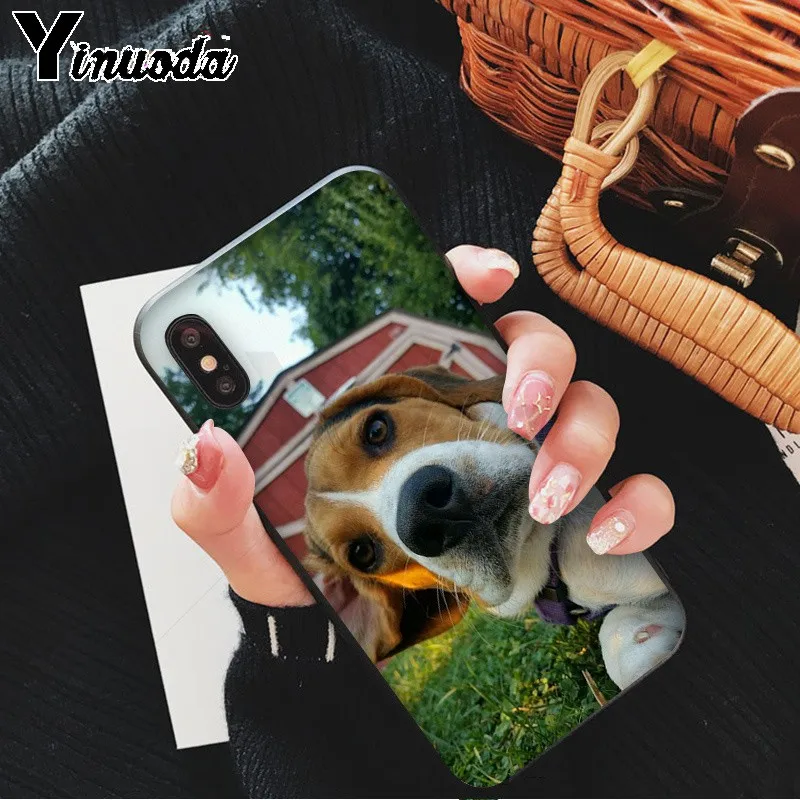 All kinds of posts of beagle