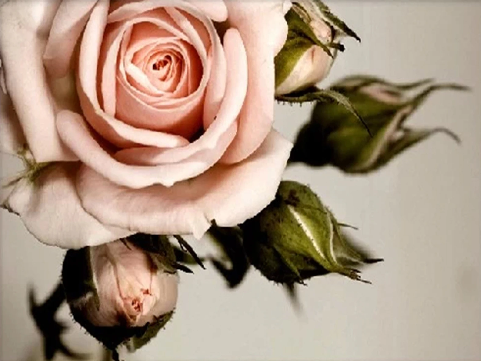 

A3399 Diamond Embroidery Home Decor Cross Stitch Rose 100% Resin Tool dril Painting Cross Stitch Mosaic Needlework