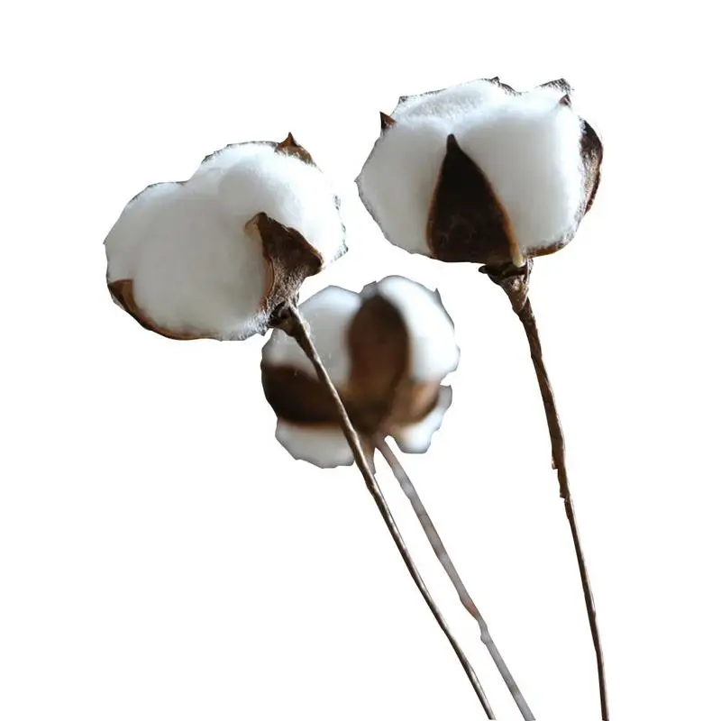 хлопчатник. хлопчатник коротковолокнистый. стебель хлопчатника. биохимия хлопчатника. стебель хлопчатника.