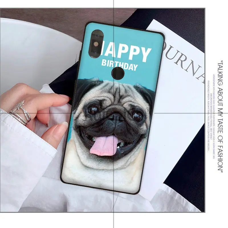 Animal cute pug