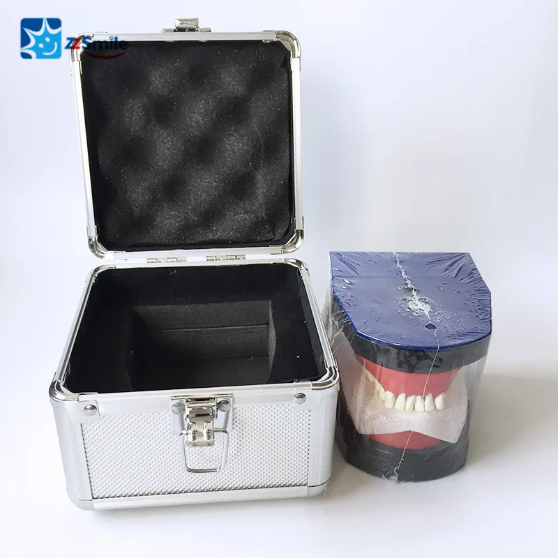 Liga de Substituição Typodonts Dentes Dentários Modelo Estudo Treinamento Ortodôntico M8017 12 Cheap Clareamento dos dentes