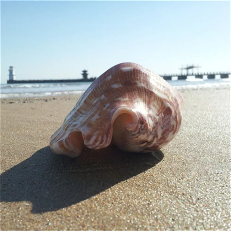 13-15cm Natural Shell Craft Natural Seashell Table Decor Fish Tank Decoration Sea Conch4