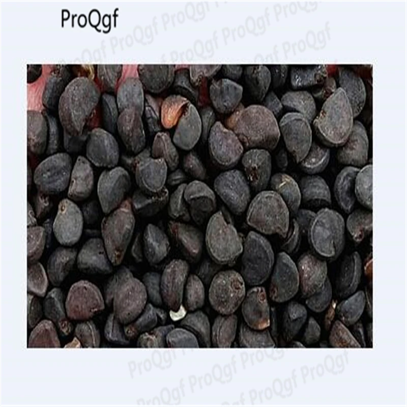 

1000Pcs A Set Pharbitis nil morning glory