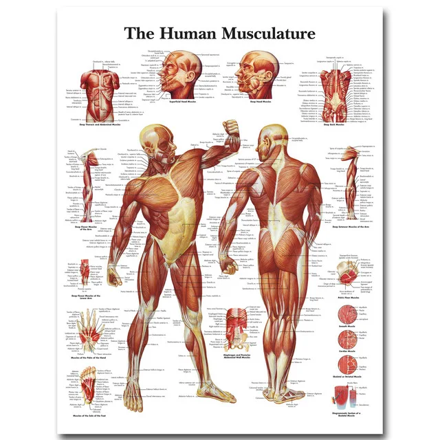 Human-Anatomy-Muscles-System-Art-Silk-Poster-Print-24x32-32x43-inch-Body-Map-Wall-Pictures-for.jpg_640x640