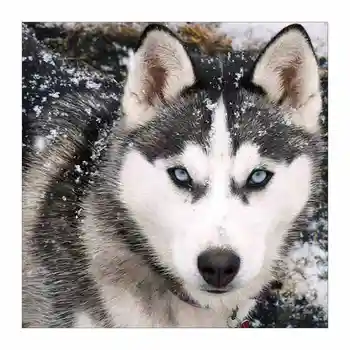 

5d Full Square/Round Mosaic Diamond Embroidery wolf on snow diy Diamond Embroidery 3d broderie diamant Accessories wall sticker
