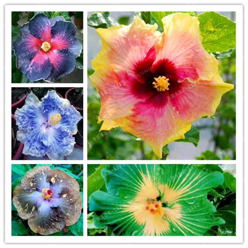 Купить Семена Гибискуса На Озон