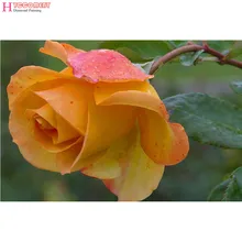 Изготовленная на заказ Алмазная роспись бабочки в горшке Алмазная кофейная вышивка натюрморт Гартен детские розовые цветы Хрустальные стикеры