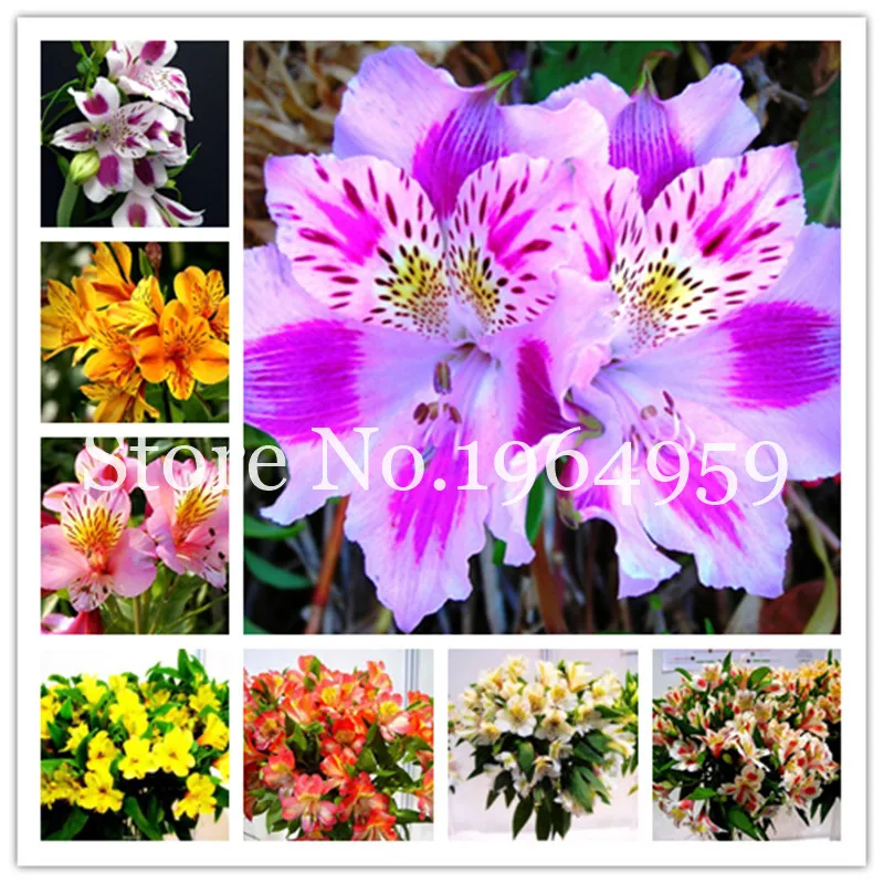 

Free Shipping 100Pcs Peruvian Lily Bonsai Rare Alstroemeria Flower Mixed Beautiful Flower For Home Garden Plant Germination 95%