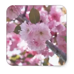 1.5 inch Cherry Blossom 4 Квадратных Наклейки