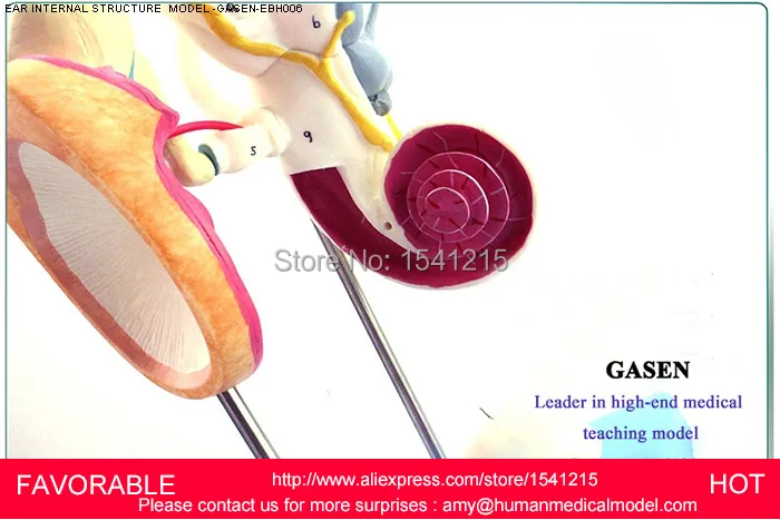 

EAR ANATOMICAL MODEL,ANATOMIC MODEL,LABYRINTH , INNER EAR,VESTIBULAR ENLARGEMENT ,EAR STRUCTURE MODEL-GASEN-EBH006