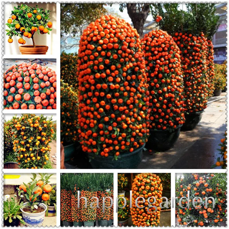 

20 Pcs Orange flores Edible Fruit Citrus plant Bonsai Mandarin Bonsais Tree plantas Healthy Food Home Garden Easy To Grow