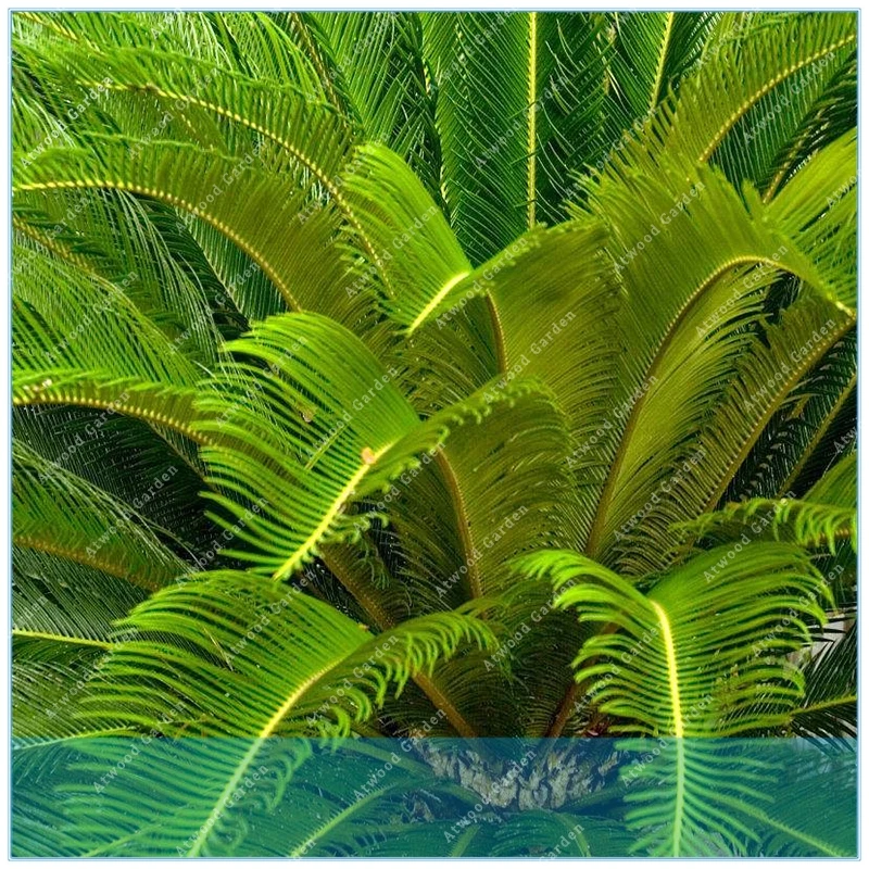 

ZLKING 5pcs/bag Cycas , Sago Palm Tree .bonsai flower ,the budding rate 97% rare potted plant for home garden