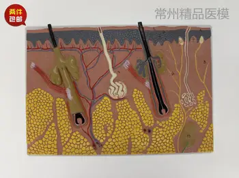 

Human Anatomical Skin Subcutaneous Tissue Dissection Model Medical Teach Model School Education Hospital Anatomical Skin Model